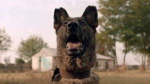 Dogs