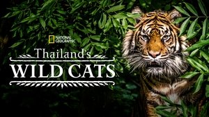 Thailand's Wild Cats