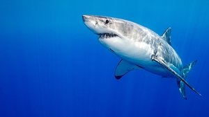 Killer Shark Vs. Killer Whale