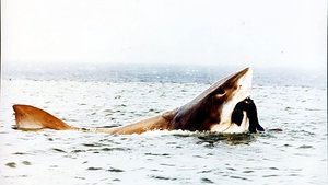 Tiburón 5