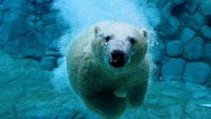 Les Secrets des Animaux des Glaces