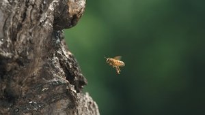Diary of a Bee