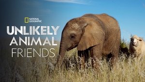 Unlikely Animal Friends