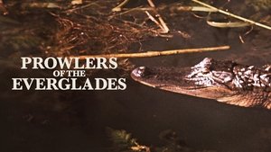 Prowlers of the Everglades