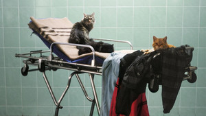 La muerte del Sr. Lazarescu