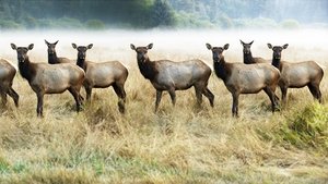The Olympic Elk