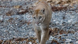 Big Sur: Wild California