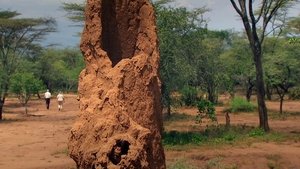 Termites: The Inner Sanctum