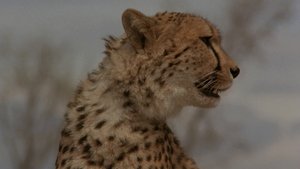 Cheetah