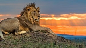 Grandes felinos