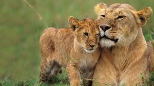 Grandes felinos