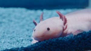 Fishlove