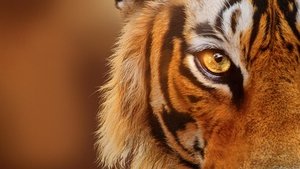 El resurgir de los tigres