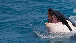 Killer Shark Vs. Killer Whale