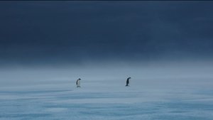Les Secrets des Animaux des Glaces