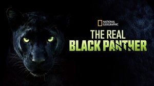 The Real Black Panther
