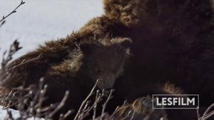 Kamchatka Bears. Life Begins