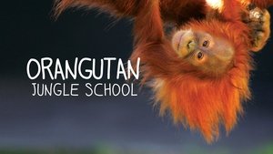 Orangutan Jungle School