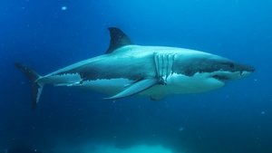 Super Shark Highway