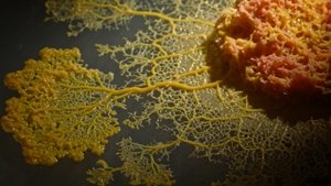 Le Blob, un génie sans cerveau