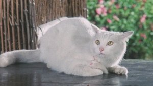 美女奉行 おんな牢秘抄II
