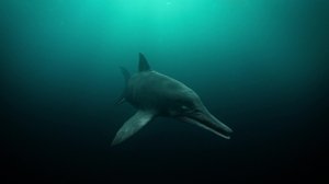 David Attenborough y el dragón marino