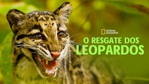 Return of the Clouded Leopards