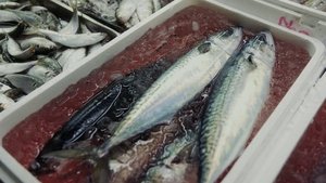 TSUKIJI WONDERLAND