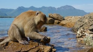Descubriendo a los monos