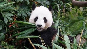 Asia's Weirdest