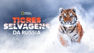 Tigres salvajes de Rusia