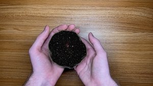 The World in Our Hands
