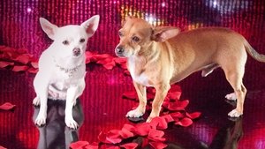 Un chihuahua en Beverly Hills 2