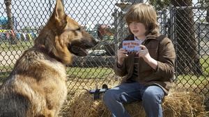 Cool Dog