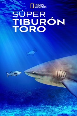 El tiburón toro mas grande del mundo