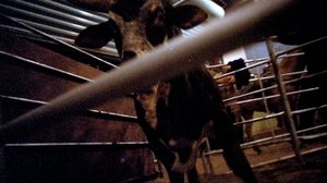 Rodeo