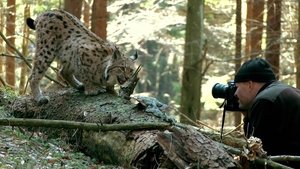 The Lynx Liaison