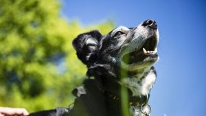 Cody - The dog days are over