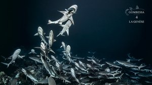 700 Sharks (Gombessa 4, Genesis)