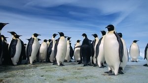 El planeta de los pájaros