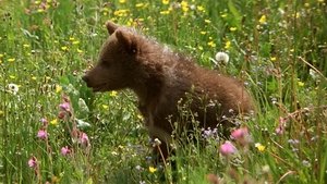 El oso