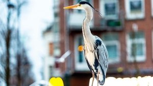 Cities: Nature's New Wild