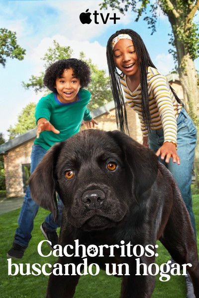 Cachorritos: Buscando un hogar