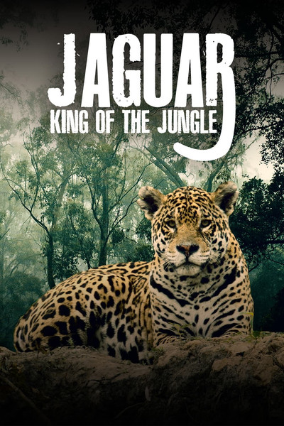 Juguar: El rey de la jungla
